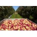 AMBROSIA APPLES  1.5 KG Bag  Hawkes Bay Grown