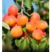 APRICOTS 500 GRAM BAG SOUTH ISLAND GROWN