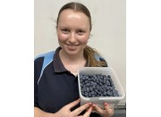 BLUEBERRIES 1KG Punnet KATIKATI GROWN
