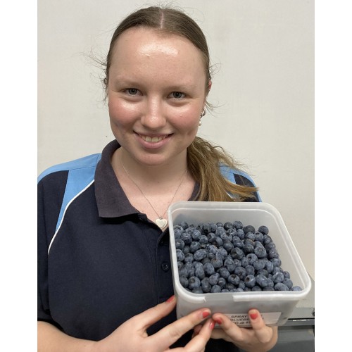 SPRAY FREE BLUEBERRIES 1KG Punnet KATIKATI GROWN