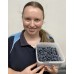 SPRAY FREE BLUEBERRIES 1KG Punnet KATIKATI GROWN