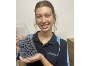 BLUEBERRIES 400 Gram Punnet KATIKATI Grown BLUEBERRIES 400 Gram Punnet KATIKATI Grown