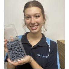 BLUEBERRIES 400 Gram Punnet KATIKATI Grown