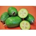 SPRAY FREE FEIJOAS 1KG Bag KATIKATI GROWN SPRAY FREE FEIJOAS 1KG Bag KATIKATI GROWN