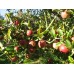 HUNNY NECTARINES (Yellow Flesh), Gisborne Grown  500GRAM Bag