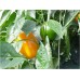 YELLOW CAPSICUM LARGE Size Each  Pukekohe Grown 