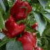RED CAPSICUM X-LARGE Size Each Whakatane Grown