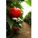 RED CAPSICUM MEDIUM Size Each Whakatane Grown