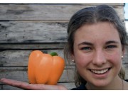 ORANGE CAPSICUM Each LARGE Pukekohe Grown