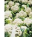 CAULIFLOWER LARGE Size Each LEVIN Grown