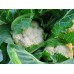 CAULIFLOWER LARGE Size Each LEVIN Grown