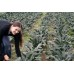 SPRAY FREE CAVOLO NERO 500GRAM Bunch Katikati Grown SPRAY FREE CAVOLO NERO 500GRAM Bunch Katikati Grown