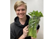 HALF CELERY IN BAG LEVIN Grown