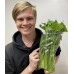 HALF CELERY IN BAG LEVIN Grown