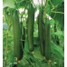 TELEGRAPH CUCUMBER LARGE  -  Each  Pukekohe Grown
