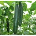 TELEGRAPH CUCUMBER LARGE  -  Each  Pukekohe Grown