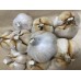 SPRAY FREE ELEPHANT GARLIC LARGE
