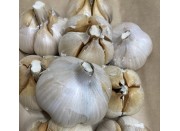 SPRAY FREE ELEPHANT GARLIC LARGE