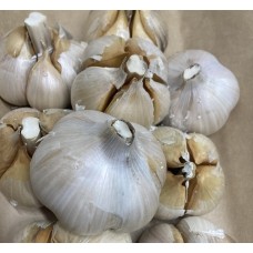 SPRAY FREE ELEPHANT GARLIC LARGE