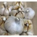 SPRAY FREE ELEPHANT GARLIC LARGE