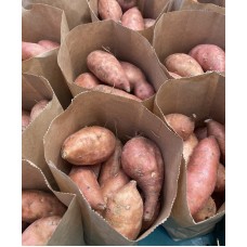 BEAU REGARD KUMARA 1.3 KG Bag Small to Medium Size NORTHLAND Grown