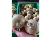 BROWN ONIONS 2 MEDIUM SIZE PUKEKOHE Grown